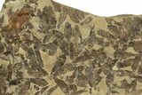 Fossil Fish (Gosiutichthys) Mortality Plate - Wyoming #261927-2